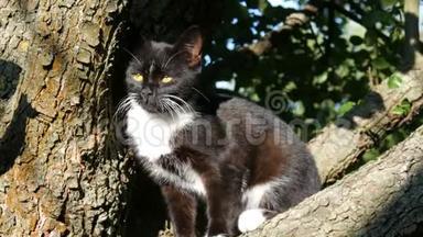 美丽的黑白猫，留着长长的白胡子，坐在村子里的树上